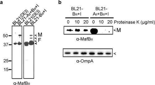 Figure 4. Expression and localization of MafBIII in E. coli. (a) MafBIII and the corresponding MafI were produced in BL21(DE3) either with (BL21-AII+BIII+I) or without (BL21-BIII+I) MafAII, and cell lysates were analyzed by Western blotting with antiserum against MafBIII. The blot at the right was exposed longer than the one at the left to obtain visible MafB-specific signals. (b) Intact cells of both BL21(DE3) derivatives were incubated with the indicated concentrations of proteinase K and degradation of MafBIII, and, as a control, of OmpA, a β-barrel OM protein with a large periplasmic domain, was assessed by Western blotting. In both panels, M indicates the full-length mature form of MafBIII, and F in panel A indicates proteolytic fragments of the protein. The filled arrow-head in panel A indicates a background band