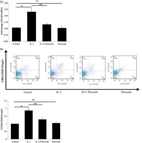 Figure 6. Blockage of STAT5 activation attenuates IL-2-induced Tregs expansion and FoxP3 mRNA expression in PBMCs from 10 CKD patients. (a) A typical example dot plot of the gating strategy CD4+CD25+ FoxP3+ and CD4+CD25hi for Tregs by flow cytometry-based cell characterizing is given. (b) Block of activation of STAT5 by pimozide-attenuated IL-2-induced CD4+CD25+ FoxP3+ Tregs expansion is depicted in the graph (n = 9). The data are expressed as the mean ± SEM, with nine patients per group. (c) Block of activation of STAT5 by pimozide-attenuated IL-2-induced CD4+CD25hi Tregs expansion is depicted in the graph (n = 7). The data are expressed as the mean ± SEM. (d) Block of activation of STAT5 by pimozide-attenuated IL-2-induced expression of FoxP3 mRNA is depicted in the graph. The data are expressed as the mean ± SEM. p Values are depicted in the graph. *p < .05, **p < .01 for comparisons between the IL-2 treated group and the non-IL-2 treated group using one-way ANOVA analysis.