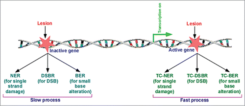Figure 1. Lesion at the active gene is repaired fast in comparison to the repair at the inactive gene or silent region of the genome. NER, nucleotide excision repair; BER, base excision repair; and DSBR, DNA double-strand break repair, are coupled to transcription, and known as TC-NER (transcription-coupled NER), TC-BER, and TC-DSBR, respectively.Citation4, Citation29-31