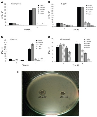 Figure 2 Dose-dependent killing of bacterial strains by chitosan-stabilized silver nanoparticles (CS-AgNPs): (A) Pseudomonas aeruginosa, (B) Salmonella typhi, (C) Staphylococcus aureus, and (D) Mycobacterium smegmatis were incubated with different concentrations of CS-AgNPs. Bacterial survival was determined at 1 and 4 hours by colony-forming unit (CFU) assay. Media containing bacteria alone (control) and chitosan plus bacteria (chitosan) were used as controls. (E) Antibacterial activity of CS-AgNPs by diffusion method: CS-AgNPs at 100 ppm (20 μL) were loaded into wells formed on plates containing a lawn of P. aeruginosa; growth inhibition was determined by measuring the zone of inhibition after 24 hours; chitosan was used as a control.Notes: Experiments were performed in triplicate; results are shown as mean plus or minus standard deviation; *P ≤ 0.05.Abbreviation: ND, bacterial growth not detected.