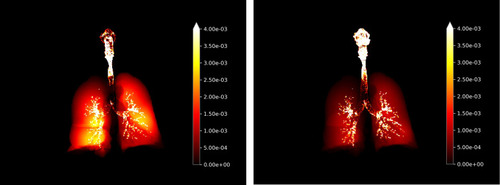 Figure 4 Visualization of deposition in entire respiratory airways of BDP/FF/GB (left hand panel) and FluF/VI/UMEC (right hand panel) (all components, all flow rates). The bright yellow color indicates greater deposition.