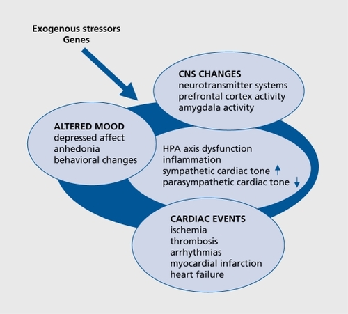 Figure 1. Interacting pathophysiological mechanisms. CNS, central nervous system; HPA, hypothalamic-pituitary-adrenal