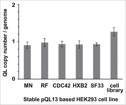 Figure 3. TaqMan® Copy Number assay of stable cell lines. Stable cell lines were generated using either separate transfection of each of the pQL13-based Env/V3 chimeras or a mixture of all 5 Env/V3 chimeras for transfection (HEK293 cell library). Relative copy numbers of integrated pQL13 plasmids were explored using a TaqMan Copy Number Assay on 4 individual samples of genomic DNA of each cell line and probing for eGFP in relation to the human telomerase reverse transcriptase (TERT) genes, resulting in an integration rate of 1 for each human cell line (differences between the 6 stable cell lines statistically n.s., p > 0.05).