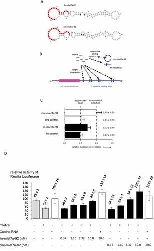 Figure 3. Evidence for competing effects of lin-mlet7a-92 and circ-mlet7a-92 in human cells. (A) Secondary structure models of the linear and circular isoforms of the RNA mlet7a-92, respectively. This 92mer RNA contains a binding site for the microRNA mlet7a (indicated by red colour). (B) Schematic depiction of components of co-transfection experiments with mlet7a, the target mRNA encoding Renilla luciferase, and lin-mlet7a-92 or circ-mlet7a-92, respectively. (C) The RNA mlet7a-92 reduces mlet7a-mediated suppression of Renilla luciferase expression in ECV-304 cells. The co-transfected ´competitor´ RNAs are, lane 1, circ-mlet7a-92; lane 2, circ-92; lane 3, lin-mlet7a-92; lane 4, lin-92. The control RNAs (circ-92 and lin-92) have identical lengths with mlet7a-92 and similar sequences but lack intact mlet7a binding sites. In all transfection experiments the same amount of nucleic acids was used (see, Materials & Methods). (D) Concentration dependency of competitive effects of linear and circular forms of mlet7a-92 RNA, respectively. ECV-304 cells were transiently transfected with mixtures containing pGL3 (internal standard, expressing Firefly luciferase), pHmga2m7 (expressing Renilla luciferase controlled by mlet7a), and the RNAs indicated on the lower left panel at the concentrations indicated in the lower panel. The symbols ‘+’ and “-“ indicate co-transfection of mlet7a, control RNA (si-scr), lin-mlet7a-92, or lin-mlet7a-92, respectively. The numbers on top of the bars indicate mean values and the standard deviation of four measurements. All values of the activity of Renilla luciferase (Y-axis) are standardized to the levels of Firefly luciferase activity in the dual luciferase assay. Expression of Renilla luciferase in the presence of control RNA (3rd bar from left) is set 100%