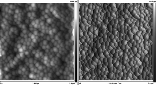 Figure 11.  AFM image of microbeads of 0,2 µm diameter. Left picture presents topography of microbeads. Right picture, which presents deflection error signal, is added to emphasize boundaries between microbeads.