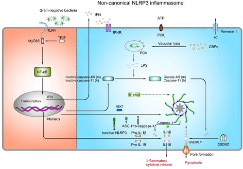 Figure 5 Mechanism of activation for non-canonical NLRP3 inflammasome pathway. The non-canonical NLRP3 inflammasome activation is induced by LPS of Gram-negative bacteria. Extracellular LPS induces the expression of pro-IL-1β, pro-IL-18, NLRP3, and type I interferon (IFN) via the TLR4/TRIF/MyD88-dependent pathway. IFN provides a feedback loop and activates type I interferon receptor (IFNR) to induce caspase-4/5 (mouse) or caspase-11 (human) expression. Guanylate-binding proteins (GBPs) are recruited to the pathogen-containing vacuole (PCV), where they mediate rupture of the PCV to permit the LPS release into the cytoplasm. Gram-negative bacteria deliver LPS into the cytosol. Cytosolic LPS binds to caspase-11 leading to caspase-11 activation. Activated caspase-11 then drives pyroptosis and activation of the non-canonical NLRP3 inflammasome.