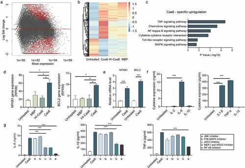 Figure 5. MTBCas6-induced release of IL-6, IL-1β and TNF-α from THP-1 cells is NF-κB-dependent. (a-b) THP-1 cells were treated with or without MTBCas6 (1 µg/ml), heat-inactivated MTBCas6 (HI-Cas6) (1 µg/ml) or MBP (1 µg/ml) for 24 h and total RNA was extracted and sequenced on an illumina HiSeqXten System. (a) MA-plot and (b) heat map of the 851 up-regulated and 767 down-regulated genes specific to the transcriptome of Cas6-THP-1 cells. (c) KEGG and GO gene functional annotation of MTBCas6-induced differentially expressed genes. (d) RNA-seq data for two highly differentially expressed genes associated with the NF-κB pathway. (e) Quantitative PCR analysis of NFKB1 and BCL2 expression in THP-1 cells treated with MTBCas6. (f) Levels of IL-1α, IL-1β, IL-6, IL-12, IL-2, IL-4, IL-10 and TNF-α in the supernatants of THP-1 cells treated with MTBCas6 (1 µg/ml) for 6 h as determined using ELISA assays. (g) IL-6, IL-1β, and TNF-α levels in supernatants from THP-1 cells stimulated with MTBCas6 (1 µg/ml) for 6 h together with NF-κB inhibitor CELASTROL (10 μM), JNK inhibitor SP600125 (10 μM), P38 MAPK Inhibitor SB203590 (10 μM), JAK2 Inhibitor AG490 (20 μM) or MEK1 and MEK2 Inhibitor PD98059 (10 μM). Data presented are means ± SD from representative experiments with three independent biological replicates, *P < 0.05, ***P < 0.001, student’s t-test