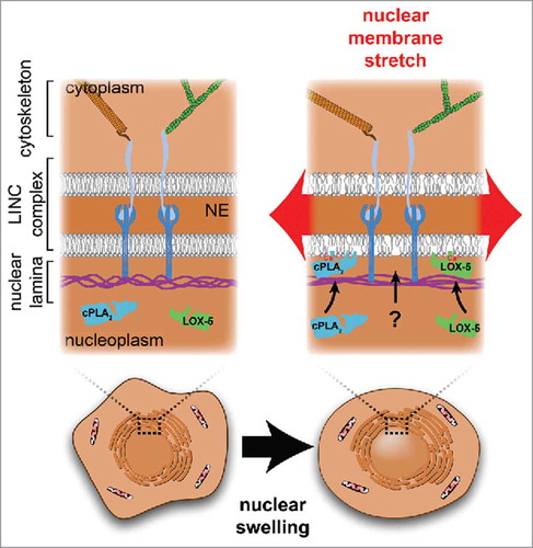 Figure 1. The membranes of the nuclear envelope (NE) are supported by the protein meshwork of the nuclear lamina and the cytoskeleton, which are linked via the LINC complex. Stretching forces resulting from mechanical perturbations such as nuclear swelling, are transmitted to the protein networks of the lamina and cytoskeleton, and to the nuclear membrane. Stretching the nuclear membrane increases in-plane membrane tension and loosens lipid packing, which promotes novel hydrophobic protein-lipid interactions between the inner nuclear membrane and proteins such as cPLA2 and LOX-5.