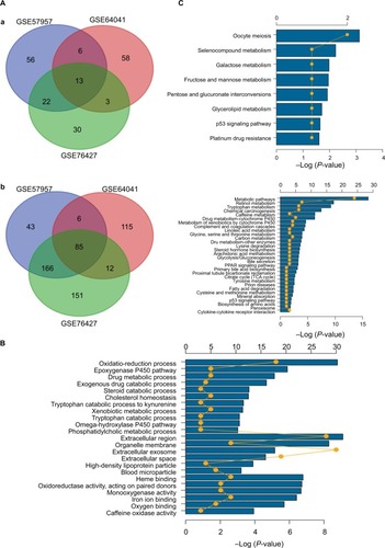 Figure 3 Gene oncology and KEGG pathway enrichment analysis of intersection mRNAs.Notes: (A) Venn diagram analysis of DEGs in comparison groups (a) upregulated DEGs and (b) downregulated DEGs. (B) Gene oncology analysis of downregulated intersection DEGs. (C) KEGG pathway enrichment analysis of upregulated and downregulated intersection DEGs.Abbreviations: DEGs, differentially expressed genes; KEGG, Kyoto Encyclopedia of Genes and Genomes.