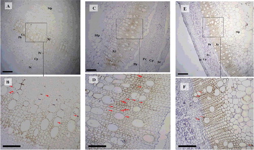 Figure 5. In situ hybridization (ISH) of BnGC4H transcripts during different developmental stages of the ramie stem. Transverse sections hybridized with antisense probes at young stage (A and B), maturity stage (C and D) and late maturity stage (E and F).