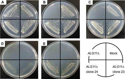 Fig. 7. Recovery of temperature-sensitive growth of the S. cerevisiae ALG11Δ Mutant by Transfection of mALG11 cDNA.Notes: Parental ALG11Δ, mock-transfected ALG11Δ, and mALG11 (clones 23 and 24)-transfected ALG11Δ were plated on an SCD Trp+ agar plate and grown at 26 °C (A), plated on an SCD Trp－ agar plate and grown at 26 °C (B), plated on an SCG Trp－ agar plate and grown at 26 °C (C), plated on an SCD Trp－ agar plate and grown at 37 °C (D), or plated on an SCG Trp－ agar plate and grown at 37 °C (E).