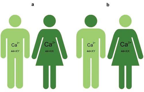 Figure 5. Cartoon illustrating the idea that the main difference between the various gender forms resides in the Ca2+-homeostasis system, in particular in some brain areas. Given that the human brain contains about 100 billion nerve cells, it is de facto impossible that two individuals have exactly the same Ca2+-homeostasis system in the totality of their brain, even if these two individuals are identical twins. This figure illustrates the commonly observed situation that the sexual thinking and behavior of transgenders reflects more the situation of the other heterosexual somatic sex than their own somatic genetic sex. Between these two depicted extremes, numerous intermediate forms are theoretically possible. Indeed, it is more likely that not the whole brain but specific brain regions can display (subtle) changes in Ca2+ homeostasis with effects on behavior as a result. Copied from De Loof [Citation1] (own work), no copyright permission required.