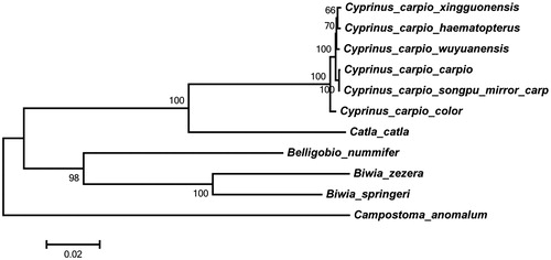 Figure 1. Phylogeny based on the complete mitochondrial genomes by MEGA6 with 1000 bootstrap replications. The maximum-likelihood tree is drawn to scale.