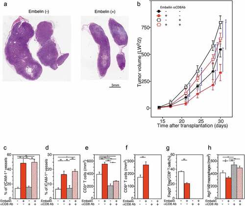 Figure 4. Embelin treatment slowed tumor growth through increasing T cell infiltration by restoring VCAM-1 expression in TECs. (a, b) Embelin treatment slowed tumor growth. The loupe feature of the representative tumors excised on day 30 after transplantation (hematoxylin and eosin stain) (a). C57BL/6 mice were injected with KMPC9-A6 cells, and Embelin (red line) or DMSO (black line) diluted in PBS was injected (b). For CD8+ T cell depletion, an anti-CD8 antibody (square) or isotype immunoglobulin (circle) was injected. Each data point represents the mean tumor size ± SE of eight mice. Differences were analyzed by using the Mann-Whitney U test. *, P < .05 and **, P < .01. (c-h) Immunohistochemical evaluation of the expression of VCAM-1, ICAM-1, CD3, CD8, Foxp3, and Arg1 in tumors excised from mice sacrificed on day 30 after transplantation. Comparison of the %VCAM1+V (c) and %ICAM1+V (d) detected as ERG1+ endothelial cells among the tumors from mice with different treatment conditions. Densities of tumor-infiltrating CD3+ T cells (e), CD8+ T cells (f), Arg1+ M2 macrophages (h), and ratio of tumor-infiltrating Foxp3+ Tregs/CD8+ T cells (g) in tumor tissues were compared. Student’s t-test analyzed differences. ∆, P < .10, *, P < .05 and **, P < .01