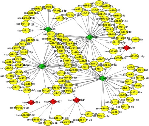 Figure 4. The interaction network of the eight DE circRNAs and their target miRNAs. The red diamond represents upregulated circRNA, the green diamond represents downregulated circRNA, and the yellow oval represents miRNA.