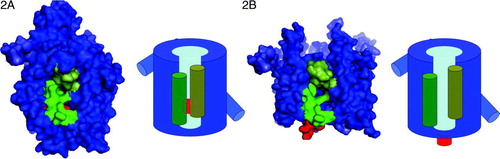 Figure 2.  (A) Homology model of E. coli SecYEG based on the detergent solubilized SecYEβ monomer. (B) Model fitted according to the membrane bound dimer Citation[36]. Both are side views with the cytosolic face uppermost; the latter shows only the membrane sector, as the loops were not resolved sufficiently. TM2b (olive) and TM7 (green) form the signal sequence-binding site and have parted slightly in the dimer. The ‘plug’ (red) is obscured in (A) and is about 6.5 Å higher. For purposes of clarity schematic representations have been drawn on the right hand sides.
