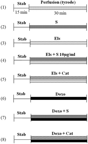 Figure 1. Experimental protocol. Control hearts perfused with standard Tyrode solution (1); hearts perfused with Tyrode plus saffron extracts at different concentrations (2); hearts subjected to electrolysis; (3) hearts subjected to electrolysis in the presence of saffron (4); or catalase (5); hearts perfused with doxorubicin added to the tyrode solution (6); hearts perfused with doxorubicin added to the tyrode solution in the presence of saffron (7); or catalase (8). C, control; Cat, catalase; Doxo, doxorubicin; Els, electrolysis; Stab, period of stabilization; and S, saffron.