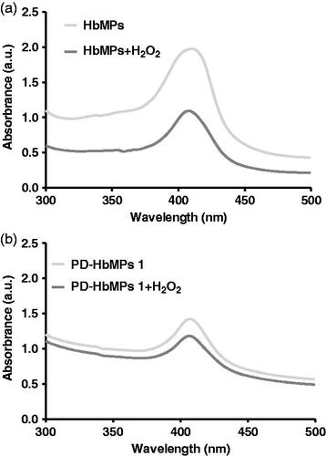 Figure 4. Examples of UV-Vis spectra of (a) HbMPs and (b) PD-HbMPs 1 before and after the treatment with 5 mM H2O2.
