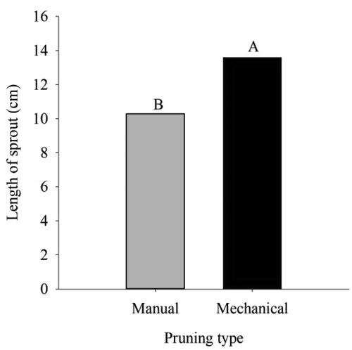 Figure 4. Length of sprout in ‘Tommy Atkins’ Mango subjected to manual and mechanical pruning