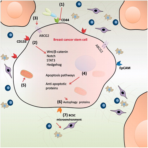 Figure 2. Possible therapeutic approaches for eradication of BCSCs using nanocarriers. (1) Targeting BCSC surface markers; (2) Silencing self-renewal pathways; (3) inhibiting drug efflux transporters; (4) inhibiting anti-apoptotic proteins; (5) altering metabolism; (6) targeting autophagy process; (7) disruption of vascular niche of the BCSCs to impair the specialized microenvironment housing.