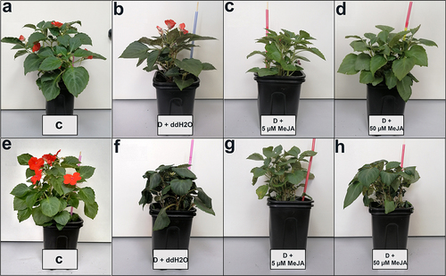 Figure 6. The effect of MeJA foliar application on the I. walleriana growth at 15% SWC: a – control, b – drought + ddH2O, c – drought + 5 µM MeJA and d – drought + 50 µM MeJA; and 5% SWC: e – control, f – drought + ddH2O, g – drought + 5 µM MeJA and h – drought + 50 µM MeJA. SWC – soil water content.