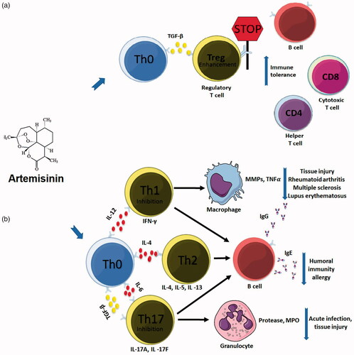 Figure 1. Schematic representation of immunomodulatory suppressive effects of artemisinin in B and T cells. (a) The expansion of regulating T cells, increasing immune tolerance and activation of cytotoxic T cells and (b) Inhibition of Th1 and Th17 responses, decrease the release of matrix metalloproteinases (MMPs) and TNF-α; Inhibition of IgG production by B cells. Adapted from Shakir and co-workers [Citation18].