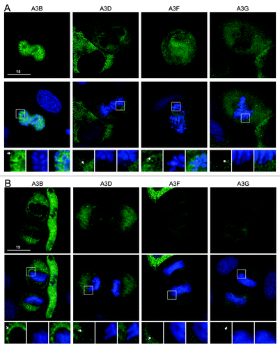 Figure 2. A3B, A3D, A3F and A3G are excluded from DNA during cell division. (A) Images of HeLa cells in prophase expressing the indicated APOBEC3-eGFP constructs (top). Cells were stained with Hoechst dye to identify the nuclei (merge, middle). Boxed regions (bottom) are blown up below each image with APOBEC3 exclusion indicated (white arrows). (B) Images of HeLa cells in telophase expressing indicated APOBEC3-eGFP constructs (top), merged with nuclear stain (middle) and magnified (bottom). All images are representative of at least three mitotic cells. See Figure S4 for APOBEC3-eGFP localization during metaphase and anaphase and Videos S3 and S4 for time-lapse images of A3F-mCherry localization during mitosis.