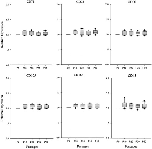 Figure 3. Special gene expression in different passages human ADSCs. CD13, CD71, CD73, CD90, CD105, and CD166, the special genes of ADSCs were analyzed using real time PCR in P0, P10, P20, P30, and P50, the result showed that these genes ware no significant change among seven consecutive culture passages.