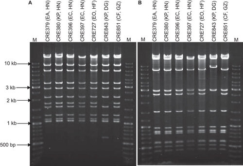 Figure 1 Restriction analysis of IncX3 plasmids carrying blaNDM-1. Plasmids were digested with (A) EcoRI and (B) PstI and separated by electrophoresis in 1% agarose. M, GeneRulerTM DNA ladder. The labels above each lane show the strain number, bacterial species origin (EA, E. aerogenes; KP, K. pneumoniae; EC, E. coli; EO, E. cloacae; CF, C. freundii) and the geographic source of importation (HN, Hunan; HF, Haifeng; DG, Dongguan; GZ, Guangzhou).