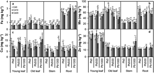 Figure 4. Concentrations of (a) iron (Fe), (b) manganese (Mn), (c) copper (Cu), and (d) zinc (Zn) in different parts of alfalfa plants grown on a calcareous soil spiked with different levels of cadmium (Cd) and lead (Pb). Cd0, Cd10, and Cd20 represent soil Cd level of 0, 10, and 20 mg kg−1, respectively; Pb0, Pb500, and Pb1000 represents soil Pb level of 0, 500, and 1000 mg kg−1, respectively. Data are presented as means ± SE (n = 3). Different lower-case letters above the bars indicate significant (P ≤ 0.05) differences among combinations of Cd × Pb × plant part according to the results of LSD test of three-way ANOVA.