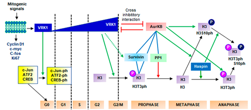 Figure 2. VRK1 in proliferation and cell cycle progression. Basal VRK1 expression is increased in response to mitogenic signals. Arrows: indicate direct phosphorylations (green) or dephosphorylation (red). Direct protein interactions (blue lines).