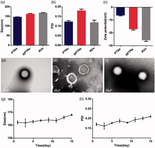 Figure 1. Characterization of the DDS. (a) (b) (c) Particle size, PDI and Zeta potential of PTNs, RPTNs and RVs. (d) (e) (f) TEM images of PTNs, RVs, and RPTNs. (g) (h) Particle size and PDI changes of RPTNs in 15 days. Data were presented as the mean ± SD (n = 3).