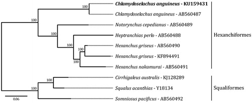 Figure 1. Phylogenomic relationships of Chlamydoselachus anguineus (in bold) inferred from whole mitochondrial genomes using closely related species of the Superorder Squalomorphi. Taxonomic subdivisions are indicated for each major clade. Bootstrap values obtained by 1000 steps are indicated for each node. GenBank accession numbers are provided following species names. Scale bar represents the expected substitution per site.