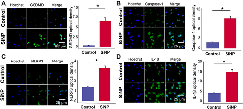 Figure 2 SiNP induces pyroptosis in RAW-ASC cells. RAW-ASC cells were pretreated with LPS for 6 h and then exposed to SiNP for 4 h. (A–D) Immunofluorescence images showing the expression of GSDMD, Caspase-1, NLRP3, IL-1β in RAW-ASC cells. Quantitative analysis and comparison of fluorescence intensity of images between groups. N=3. *P < 0.05.