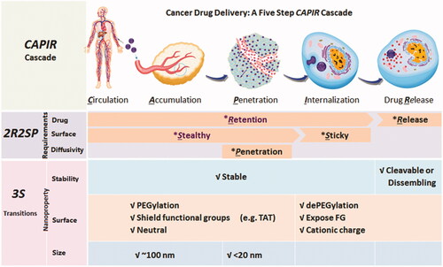 Figure 1. CAPIR cascades for cancer drug delivery (Sun et al., Citation2017). Copyright 2017, Wiley.