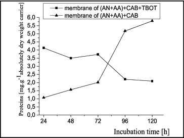 Figure 1. Kinetics of protein production by Arthrobacter oxydans 1388 biofilms formed on matrices: (AN + AA) + CAB and (AN + AA) + CAB + TBOT.