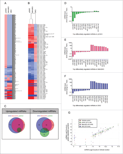 Figure 4. Significant miRNA transcriptional changes in the absence of p53 and/or Mdm2 create unique miRNA profiles. (A) Heat map demonstrating miRNA fold change in the heart between the 3 different strains post-Tam injection vs. vehicle-injected controls. 600 miRNAs were profiled using the nCounter mouse miRNA panel (Nanostring). Fold change values are depicted by color intensity, where blue = repressed and red = induced. DKO (8d), Mdm2 (14d) and p53KO (3 months) mice were analyzed post-Tam, n = 3 mice per strain. (B) Heat map representing significant (P ≤ 0.01) miRNA fold changes between the 3 different strains post-Tam injection vs. vehicle-injected control with a fold change ≥ 1.2 ( ± ). 81 miRNA transcripts (rows) out of 600 (13.5%) were significantly changed in at least one of the 3 strains (columns). (C) Venn diagram analysis illustrating the overlap of significantly up and downregulated miRNAs between the 3 KOs vs. control. The 15 miRNAs uniquely downregulated in the DKO are the target miRNAs of interest. (D-F) Top 20 differentially regulated genes in (D) p53KO vs. vehicle-injected control, (E) Mdm2KO vs. vehicle-inject control and (F) DKO vs. vehicle-injected control. (P ≤ 0.01) (G) Scatter plot matrix representing normalized Log2 counts for each miRNA profiled of p53KO (green), Mdm2KO (pink) and DKO (blue) (Y axis) compared with Log2 counts of vehicle injected control (orange, X axis). Each point represents one miRNA. R2 values indicate that the p53KO miRNA profile is more closely related to that of the vehicle control than of the Mdm2KO or DKO profiles.