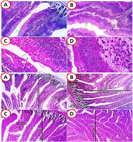 Figure 1. Representative photomicrographs of the small intestines of various tested groups (A; LVEO0), (B; LVEO200), (C; LVEO400), and (D; LVEO600) exhibiting the aspects of the villous length (green arrows), villous width (brown arrows), the crypt of Lieberkühn length (orange arrows), and muscular coat thickness (black stars). Routine H&E predicted scoring of goblet cells (yellow arrows) confirmed a low number in groups a and B and the highest proportion in groups C and D. Slight villous epithelial stratification with multi-layered proliferate cells with central rounded nuclei and profuse eosinophilic cytoplasm can be identified in all groups (blue arrows). Still, regeneration and rearrangement of such cells are seen in groups C and D. H&E × 100 and 200 for each group (A–D).