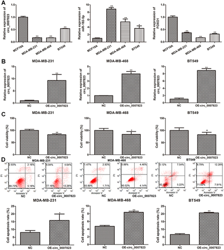 Figure 3 Expression of hsa_circ_0007823 in TNBC cell lines, and effects of hsa_circ_0007823 on the viability and apoptosis of TNBC cell lines. (A) The expression of hsa_circ_0007823 in the TNBC cell lines (MDA-MB-231, MDA-MB-468, and BT549). *P < 0.05, **P < 0.01 vs MCF10A. (B) Cell transfection efficiency of TNBC cell lines after transfected with OE-circ_0007823 by determining circ_0007823 expression using qRT-PCR. **P < 0.01, vs NC. Effects of circ_0007823 on the viability (C) and apoptosis (D) of TNBC cell lines using cell counting kit-8 and flow cytometry. *P < 0.05, **P < 0.01, vs NC.