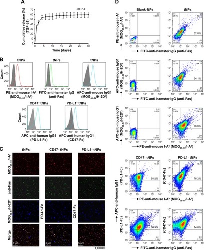 Figure 2 Characterization of multivalent tNPs.Notes: (A) Release curve of TGF-β1 from tNPs over 30 days as measured by ELISA. (B) Phenotypic analyses by flow cytometry. Blank-NPs, tNPs, CD47− tNPs and PD-L1− tNPs were generated in parallel, and this was followed by three-color staining with PE-anti-mouse I-Ab, FITC-anti-hamster IgG (binding to anti-Fas) and APC-anti-mouse IgG1 (binding to H-2Db) or APC-anti-human IgG1 (binding to both CD47-Fc and PD-L1-Fc). The solid color line indicates the signals immobilized onto the surface of tNPs, while the solid gray histogram represents blank-NPs. (C) Phenotypic analyses using confocal laser scanning microscope (1,000×). (D) Flow cytometric dot plots are presented in a two-color manner with the percentage of double-positive tNPs in the top right quadrant.Abbreviations: APC, allophycocyanin; ELISA, enzyme-linked immunosorbent assay; FITC, fluorescein isothiocyanate; NPs, nanoparticles; PE, phycoerythrin; tNPs, tolerogenic nanoparticles.