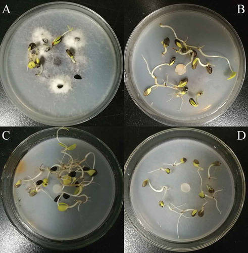 Fig. 6 Comparison of the length of crab apple radicles between the WT strain HS2 (a) and the pathogenicity-deficient transformants (b, c, d). B, C and D represent transformant strains HS2-2483, HS2-2521 and HS2-2109, respectively