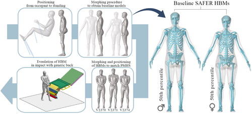 Figure 1. Study overview and the generation of baseline male and female SAFER pedestrian HBMs: The occupant HBM was computationally positioned to an upright standing position by using pulling cables. The upright HBM was subsequently morphed to obtain the body shape and skeleton geometry representative of a 50th percentile male and female, constituting the newly established baseline pedestrian versions of the SAFER HBM. To evaluate the pedestrian HBMs and personalization technique, the male pedestrian HBM was morphed according to personalized anthropometries of 3 male PMHSs struck laterally using a generic buck model.