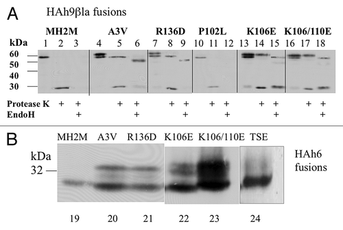 Figure 5. (A) Yeast expression of A3V-HAh9βla. Cells were hydrolyzed with zymolyase and the low-speed supernatant spheroplast fraction separated at 250 000 g into pellet (HSP, lane 1) and supernatant (HSS, lane 3). Fractions were analyzed by SDS-PAGE and detected using monoclonal anti-β-lactamase serum. Lane 2 shows the products of endoglycosidase H treatment of the HSP fraction in lane 1. (B) pulse-chase half-life analysis. Cells in a parallel culture were labeled for 20 min with 35S methionine. After washing and chase with cold methionine for the indicated times, proteins immunoprecipitated with anti-β-lactamase serum were detected by autoradiography. (C) half-lives of SHa- and KH-II-HAh6 fusions determined by western blot. Exponential phase cells expressing SHa- or KH-II-HAh6 fusions from the GAL1 promoter were shifted from galactose to glucose medium at time zero. Samples were removed at the indicated times for western blot analysis using anti-HA monoclonal antibody. Band densities were determined by densitometry.