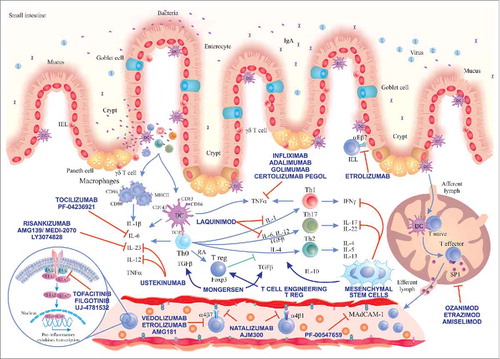 Figure 1. Immunological pathways targeted by the main novel therapies for IBD. A loss of intestinal barrier integrity takes place in IBD, leading to translocation of bacteria that triggers an exaggerated immune response with secondary activation of Th cell responses (Th1, Th2, Th17). We show the main drugs inhibiting IL-6 pathway, IL-12/23 axis, Jak inhibitors, laquinimod and stimulators of TGF-β1 pathway (mongersen). Drugs inhibiting TNF-α already approved for use in IBD and cell therapies using MSCs and Tregs and their main immune-modulation functions are depicted in the centre. Substances targeting different adhesion molecules are described in the blood vessel and in the gut epithelium (etrolizumab). On the bottom right, we show the mechanism of action of drugs reducing the circulating lymphocytes by sequestering them in secondary lymphoid organs (sphingosine-1-phosphate receptor modulators). Main abbreviations: IEL, intraepithelial lymphocyte; DC, dendritic cell; JAK, Janus kinase; STAT, signal transducer and activator of transcription; IL, interleukin; Th, T helper lymphocyte; TGF-β, transforming growth factor-beta; RA, retinoic acid; IFNγ, interferon gamma; S1P, sphingosine-1-phosphate.