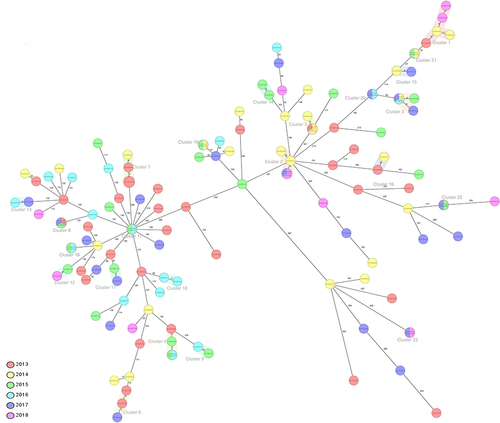 Figure 3 The minimum distance spanning tree of strains in this study. The tree was constructed by Ridom SeqSphere+ with cg-MLST analysis. Pairwise SNP distance of the strains and the cluster were shown in the Tree, the clusters were defined as strains with 12 or fewer SNPs. According to the legend, the color represents the isolation times of the strains.