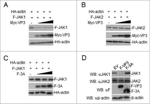 Figure 6. FMDV VP3 adversely affects JAK1 protein levels. (A-B) Dose-dependent effects of VP3 on JAK1 and JAK2. HEK293T cells were co-transfected with increased amounts of Myc-VP3 (0, 0.5, 1.0, and 2.0 μg) and JAK1 or JAK2 (200 ng). At 24 hours post-transfection, the cell lysate was analyzed by protein gel blotting. (C) Dose-dependent effects of FMDV 3A on JAK1. HEK293T cells were co-transfected with increased amounts of Flag-3A (0, 0.5, 1.0, and 2.0 μg) and a constant quantity of JAK1 (200 ng). At 24 hours post-transfection, the cell lysate was analyzed by western blotting. (D) Effects of FMDV VP3 on endogenous JAK1 and JAK2 expression. HEK293T cells stably expressing VP3 or 3A were lysed and analyzed by protein gel blotting. EV or minus: empty vector.