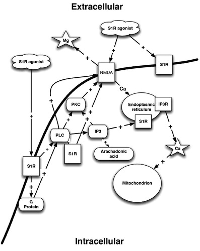 Figure 1. σRs and their effect on intracellular calcium concentrations. PLC – phospholipases C; PKC – protein kinase C; S1R – sigma1; IP3 – inositol triphosphate; IP3R – inositol triphosphate receptor; NMDA – N-methyl-D-aspartate receptor; Mg – magnesium; Ca – calcium.