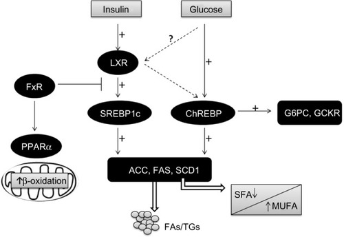 Figure 2 Transcriptional control of lipogenesis and glycolysis.