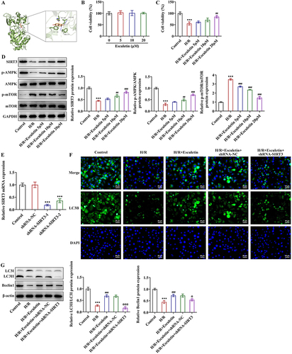 Figure 5 Esculetin regulates autophagy in H/R cell model via activating SIRT3/AMPK/mTOR signaling. (A) Molecular docking confirmed the binding of esculetin with SIRT3. (B) IEC-6 cells were treated with different concentrations of esculetin, and CCK-8 assay assessed cell viability. (C) IEC-6 cells were pre-treated with 5 μM, 10 μM and 20 μM of esculetin prior to H/R induction, and CCK-8 assay assessed cell viability. (D) Western blot analysis of the expression of SIRT3/AMPK/mTOR signaling-associated proteins. ***p<0.001 vs Control; ##p<0.01, ###p<0.001 vs H/R. (E) RT-qPCR analysis of the mRNA level of SIRT3 to assess the interference efficacy of ShRNA-SIRT3-1/2 plasmids. ***p<0.001 vs shRNA-NC. (F) IF assay evaluated the autophagy marker LC3B. (G) Western blot analysis of the expression of autophagy-associated proteins. ***p<0.001 vs Control; ###p<0.001 vs H/R; @p<0.05, @@@p<0.001 vs H/R+Esculetin+shRNA-NC.