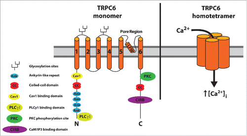Figure 1. Topology and domain structure of TRPC6. Each of the 4 TRPC6 monomers within a TRPC6 homotetramer contains 6 transmembrane domains with the pore region (LFW, pore motif) between domains 5 and 6. Structural domains for channel assembly and protein interaction sites are located on the cytoplasmic N and C termini. Figure adapted from ref. Citation2 with updates.